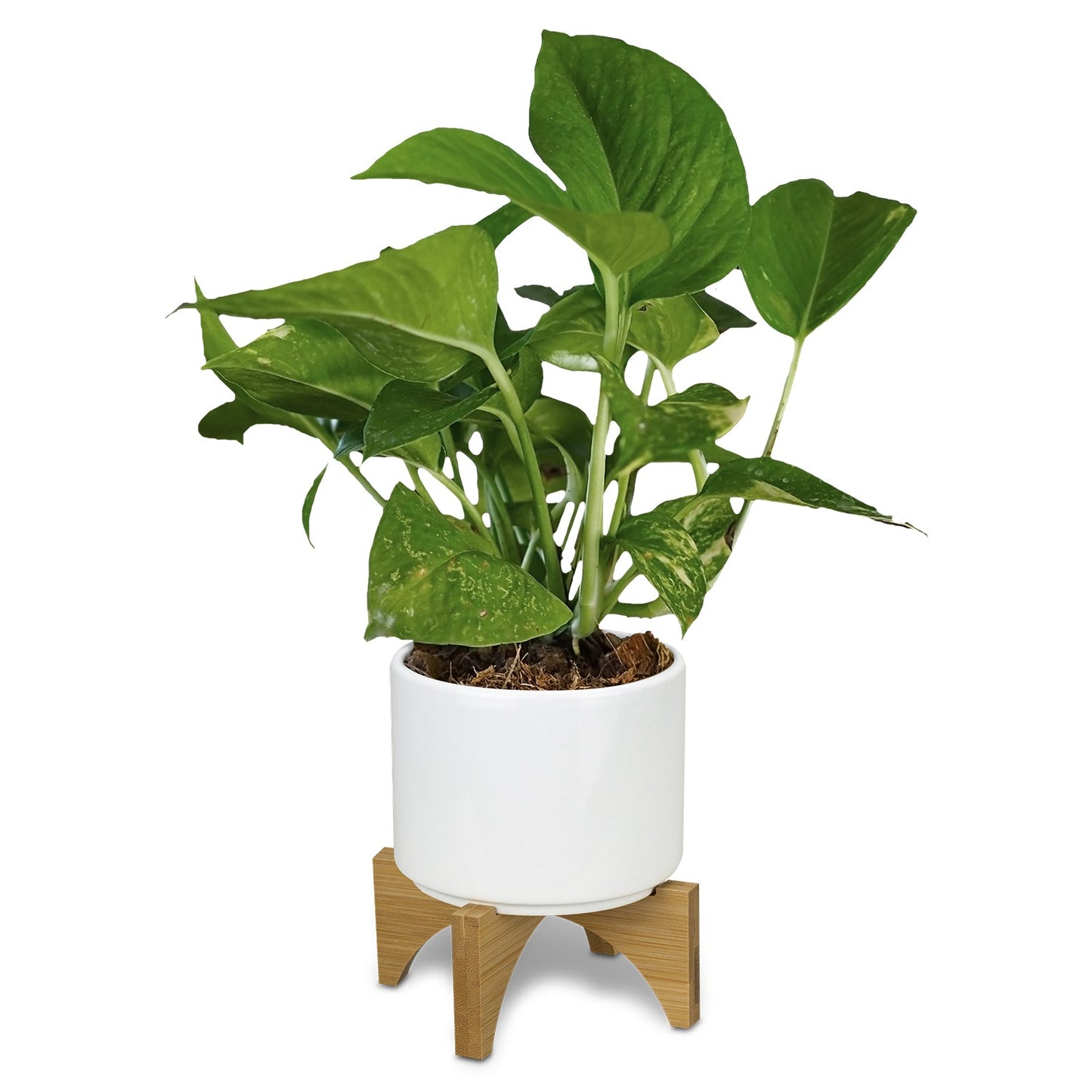 Planter with Bamboo Base- Price Includes printed logo